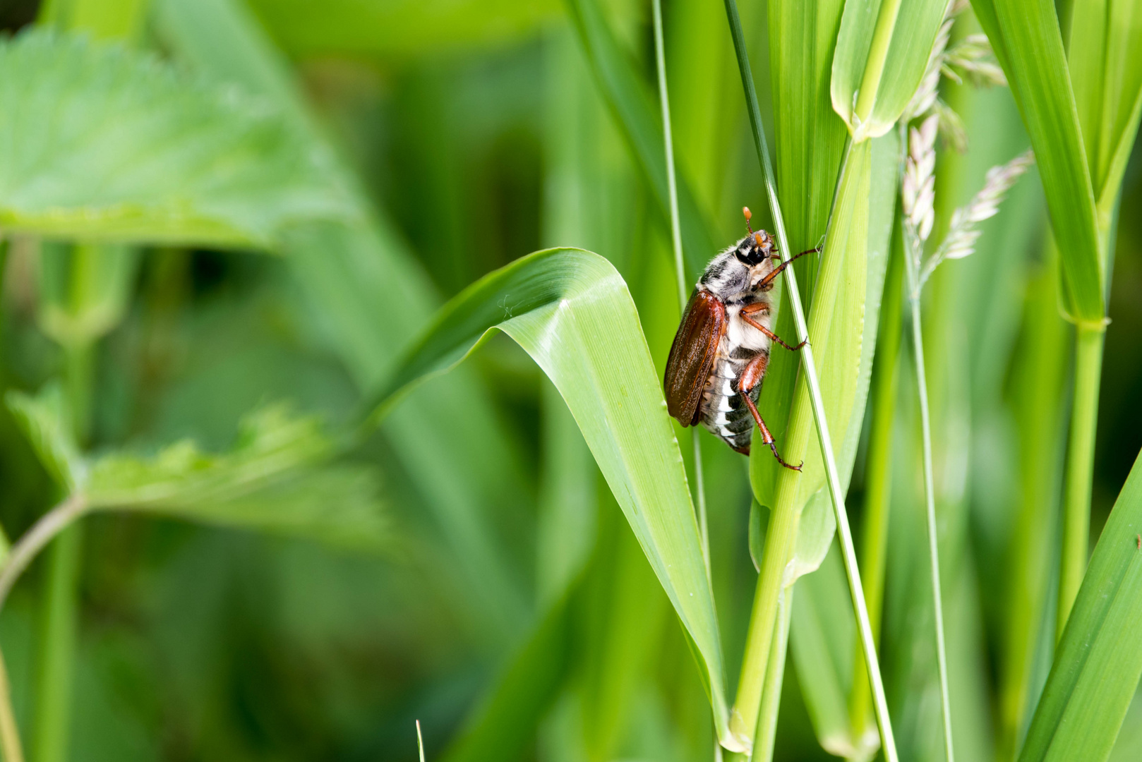 Feldmaikäfer Weibchen (Melolontha melolontha)