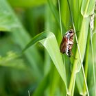 Feldmaikäfer Weibchen (Melolontha melolontha)