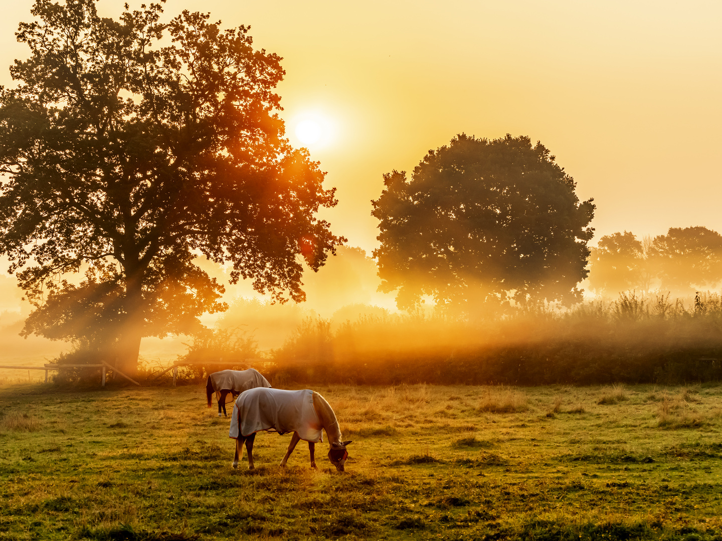 Feldmark Rissen morgens sehr früh