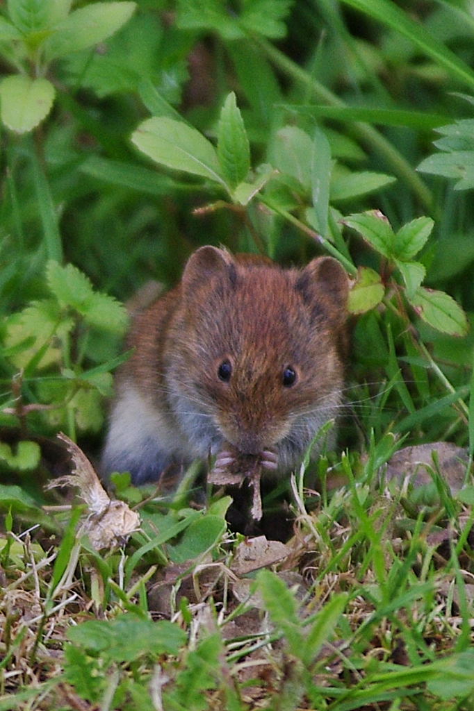 Feldmaus