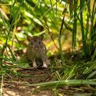 Feldmaus