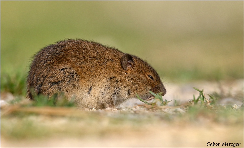 Feldmaus