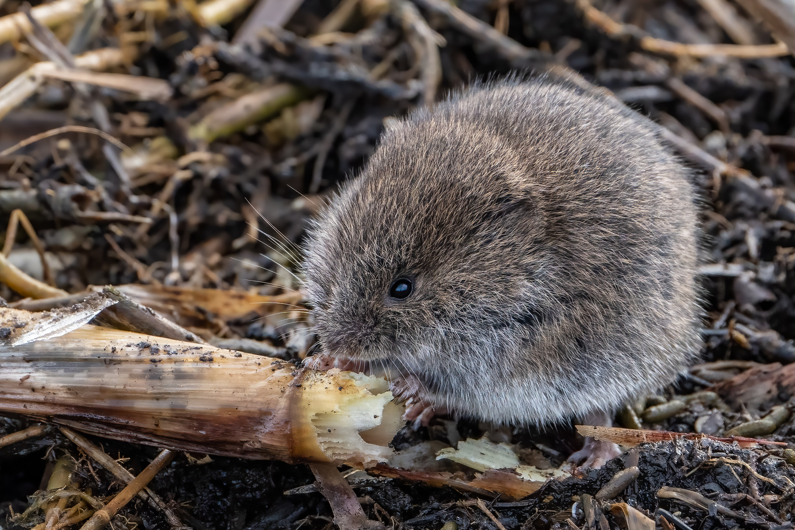 Feldmaus