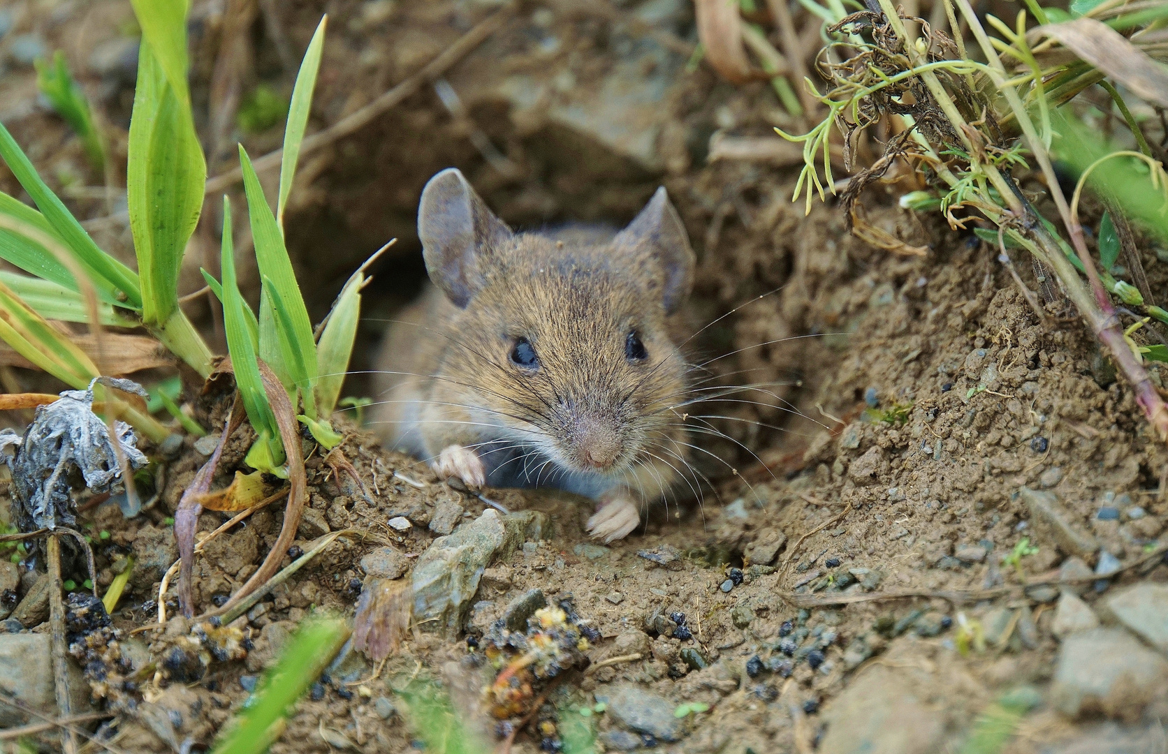 Feldmaus Foto & Bild | tiere, wildlife, säugetiere Bilder auf fotocommunity