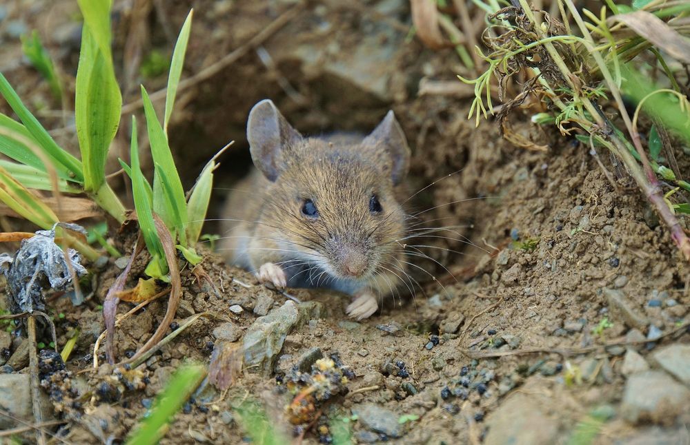 Feldmaus Foto & Bild tiere, wildlife, säugetiere Bilder auf