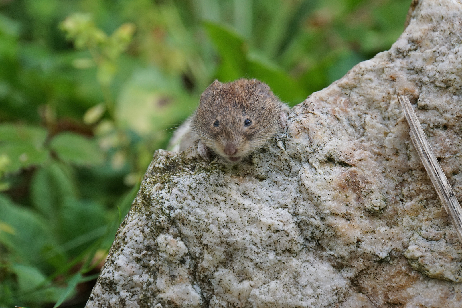 Feldmaus auf Quarzitstein