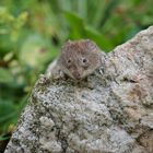 Feldmaus auf Quarzitstein