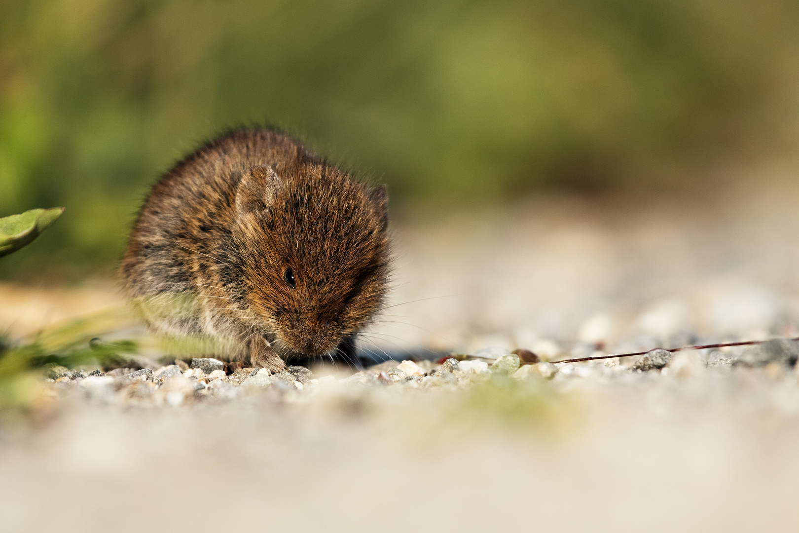 Feldmaus