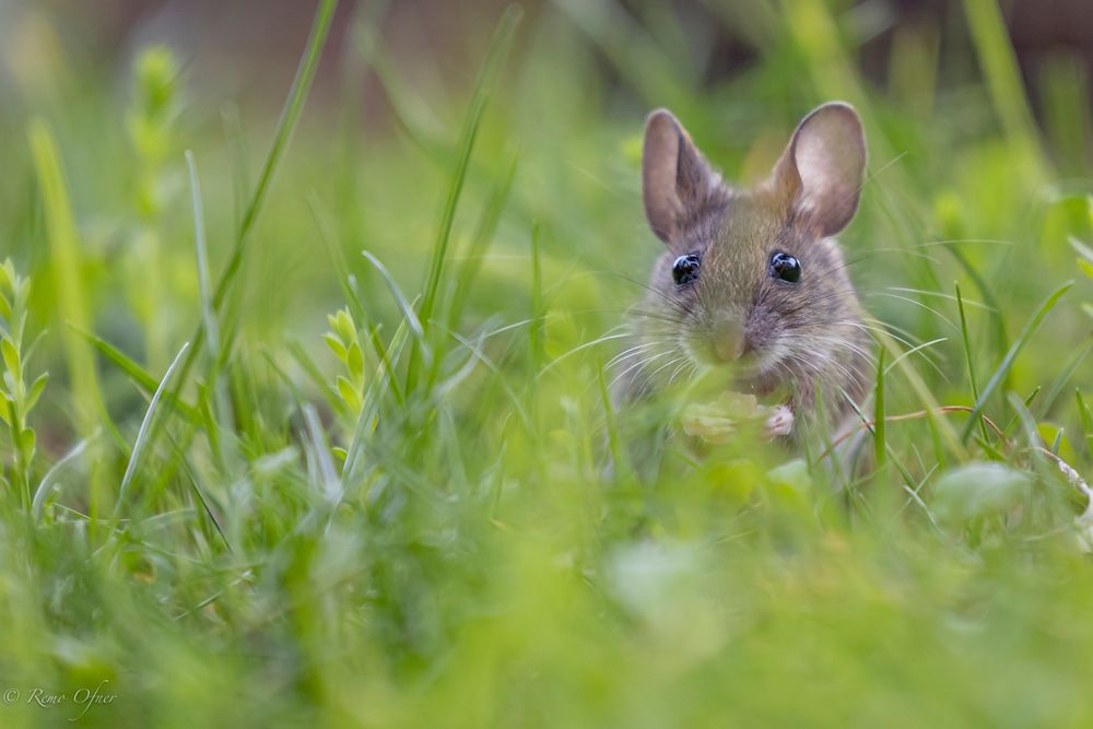 Feldmaus beim Abendschmaus