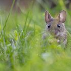 Feldmaus beim Abendschmaus