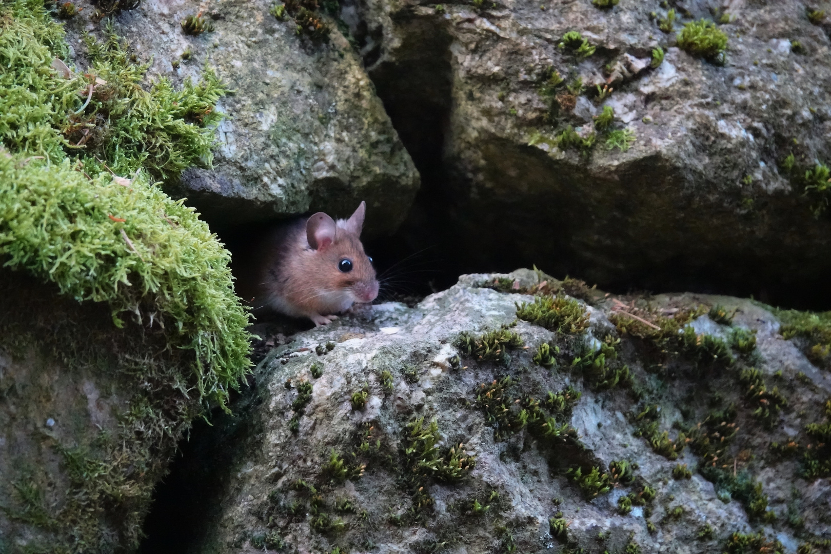 Feldmaus ... 