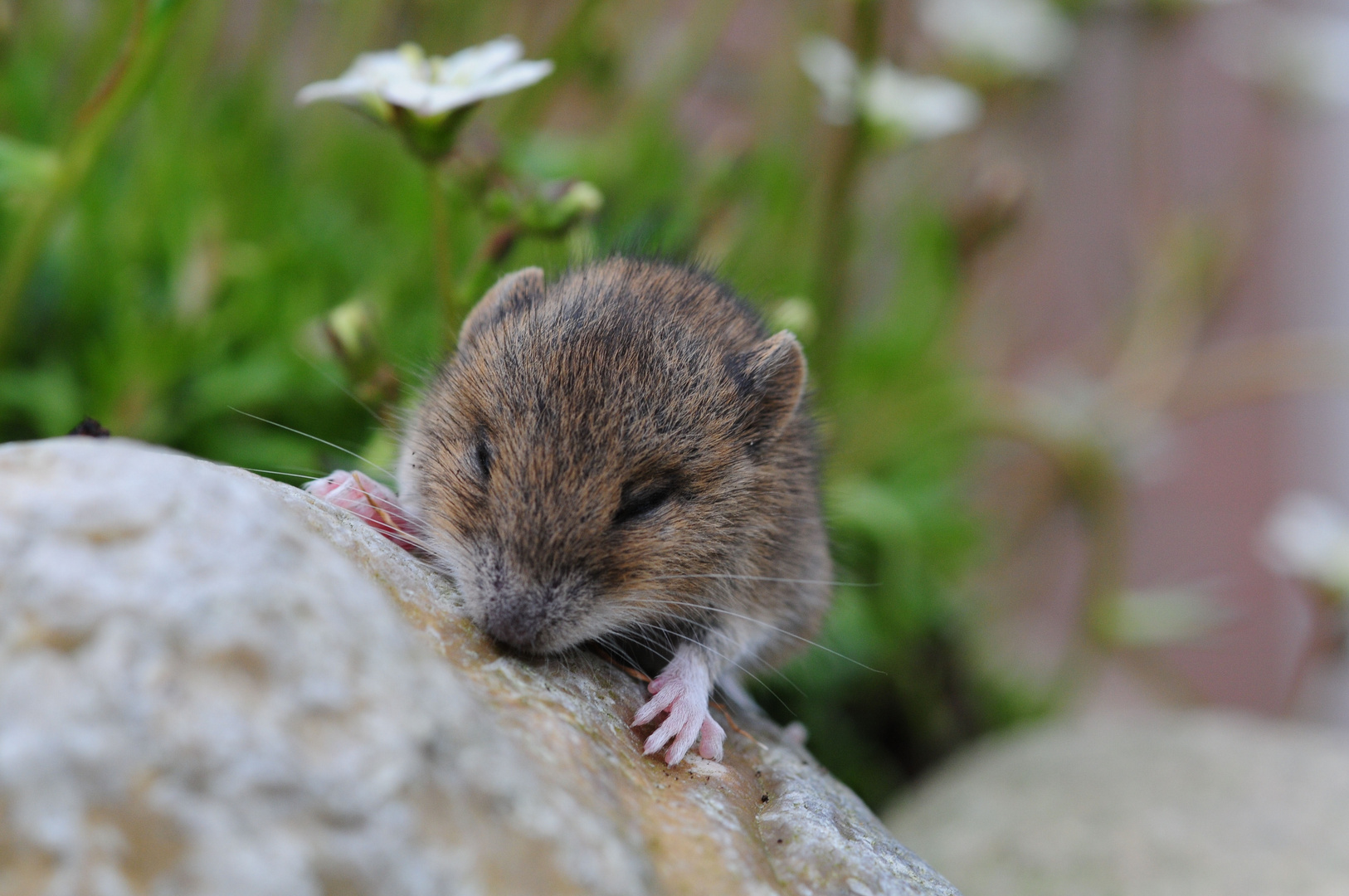 Feldmaus