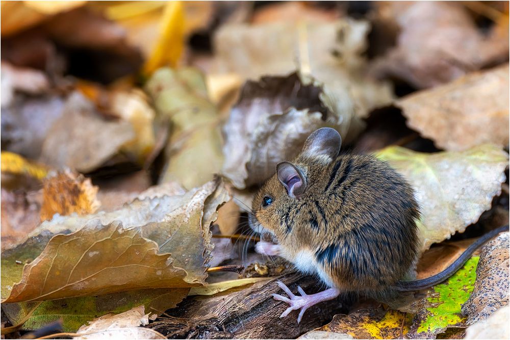 Feldmaus