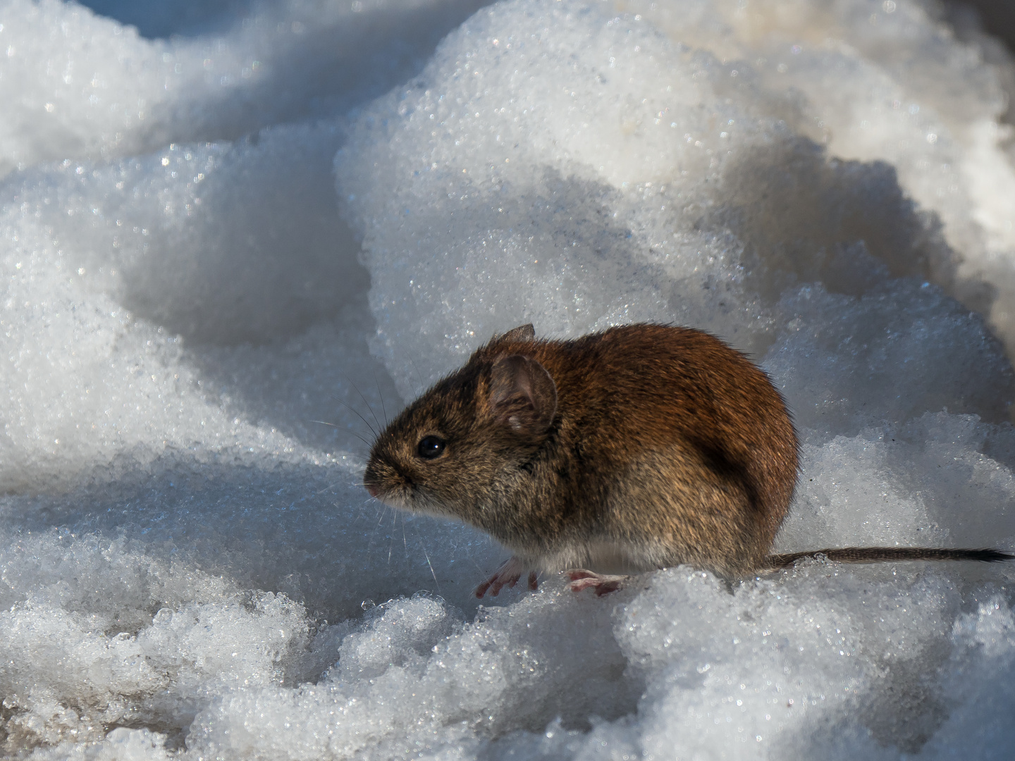 Feldmaus im Schnee