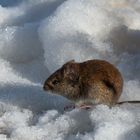 Feldmaus im Schnee