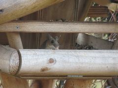 Feldmaus im Vogelhaus