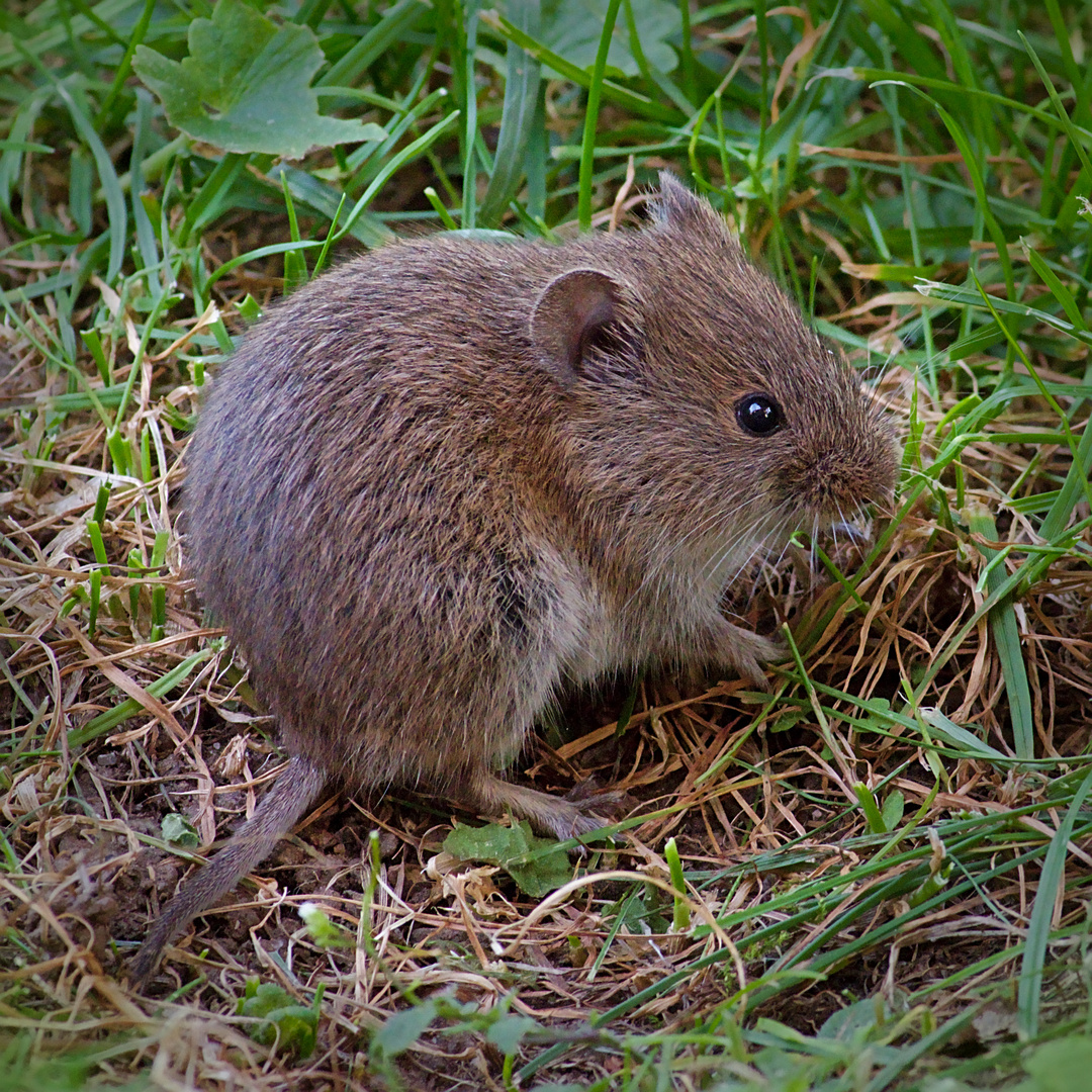 Feldmaus (Microtus arvalis)