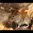 Feldmaus (Microtus arvalis)