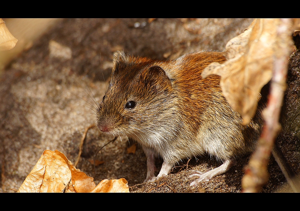 Feldmaus (Microtus arvalis)