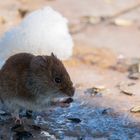 Feldmaus mit Futter