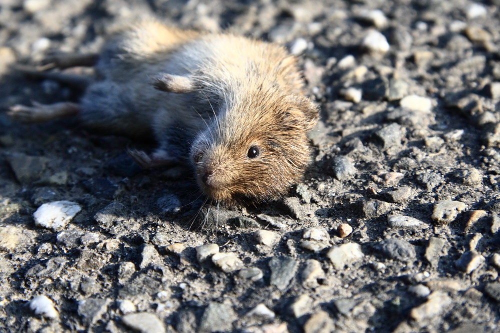 Feldmaus mit Reifenkontakt