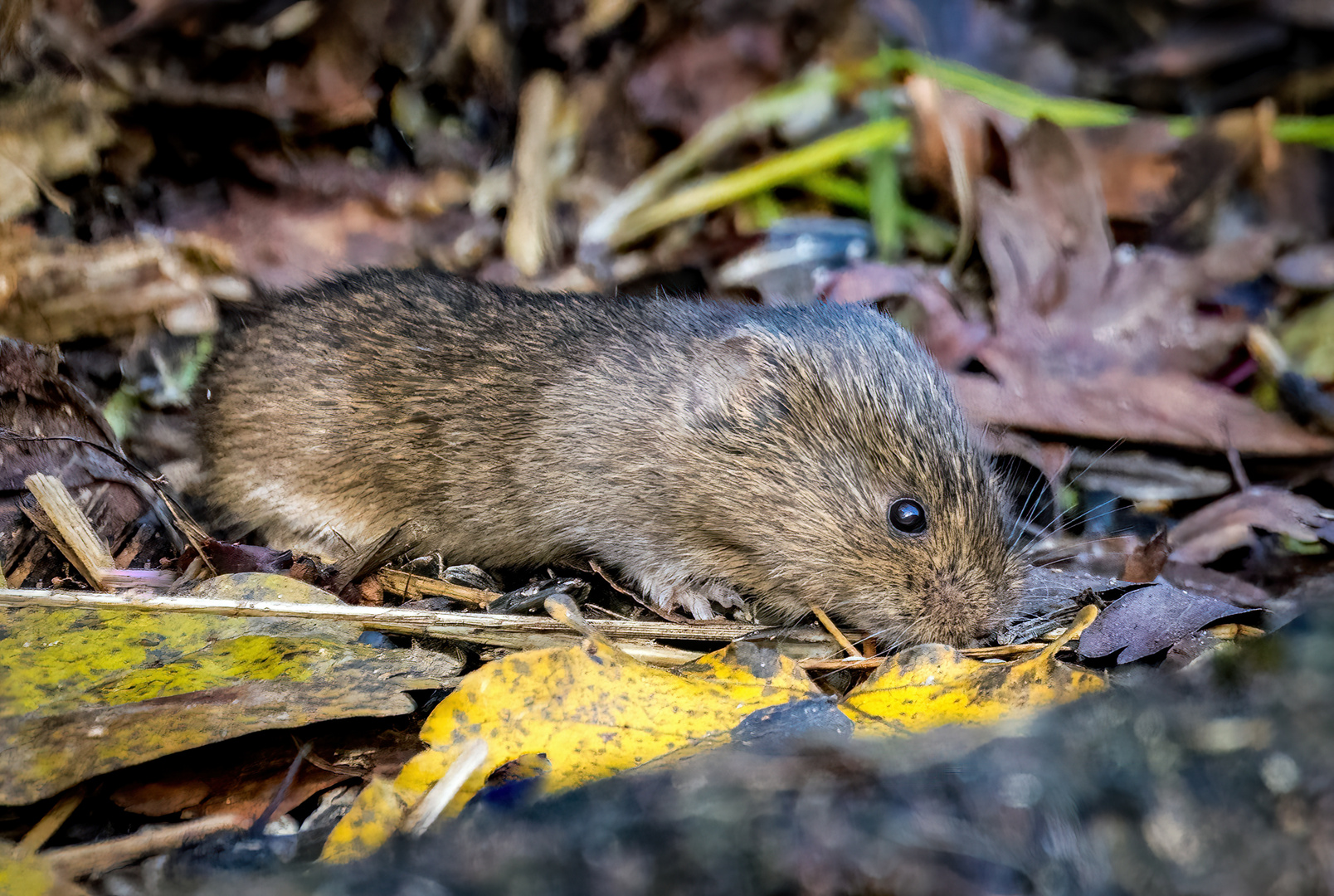 FELDMAUS, nehm ich an