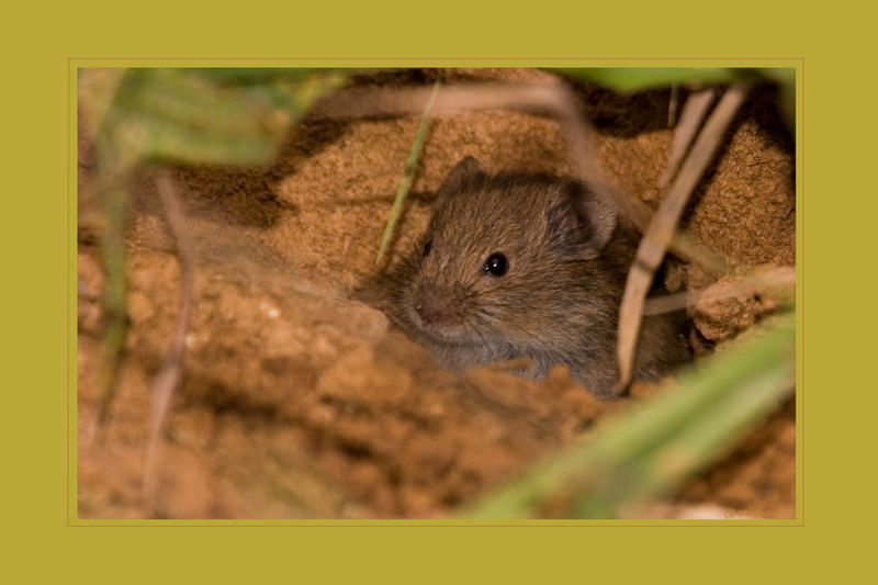 Feldmaus - ob die Luft rein ist ??