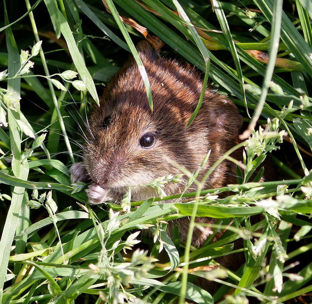 Feldmaus sei wachsam!