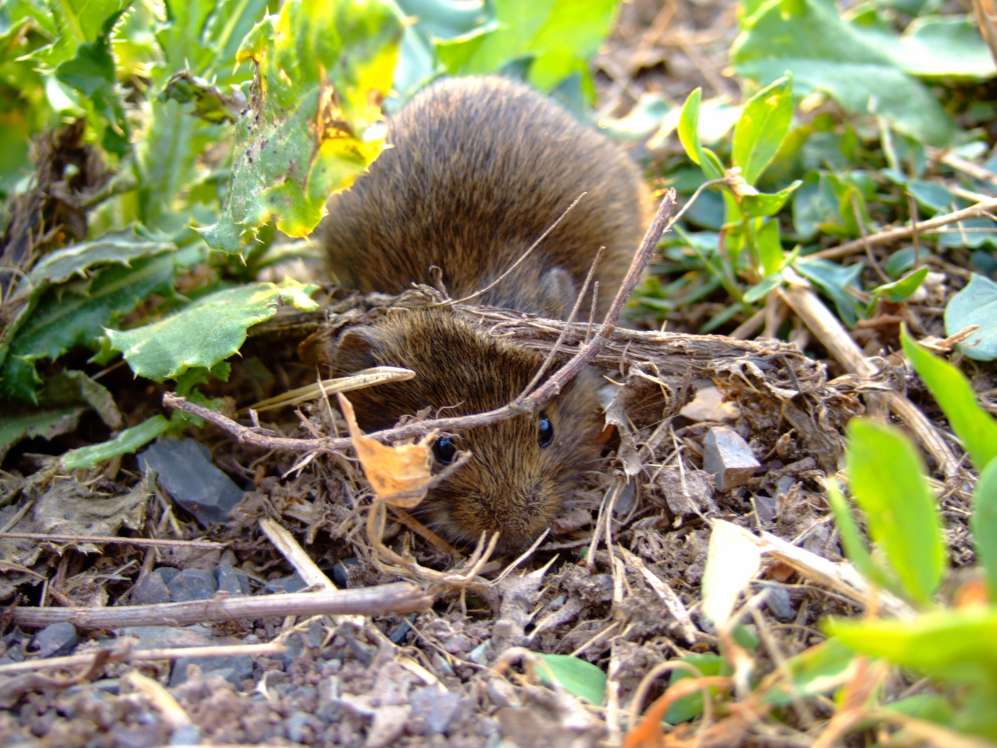 Feldmaus stellt sich Tot