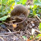 Feldmaus stellt sich Tot