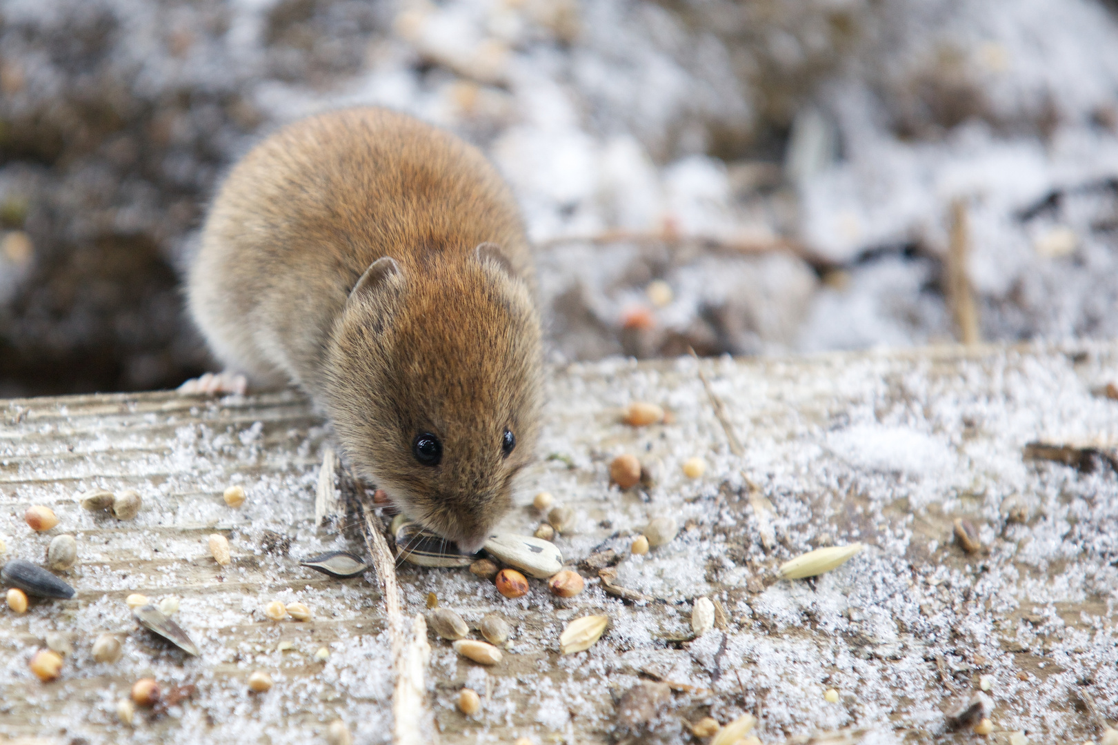 Feldmausbesuch