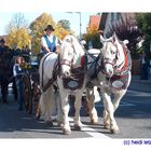 Feldmochinger Rosstag 2008 - 2 -