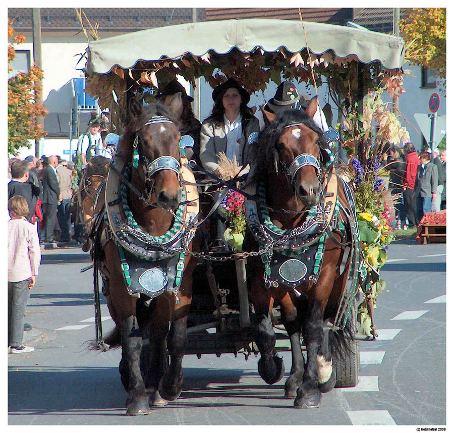 Feldmochinger Rosstag 2008 - 5 -