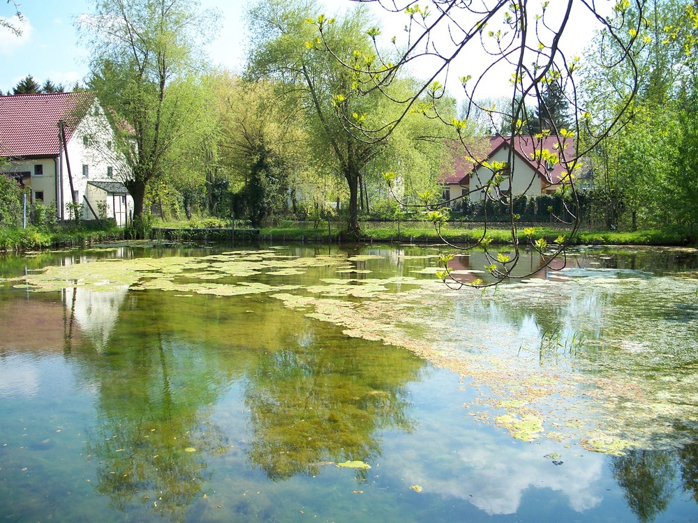 Feldmochinger Weiher Foto & Bild landschaft, bach, fluss & see, see