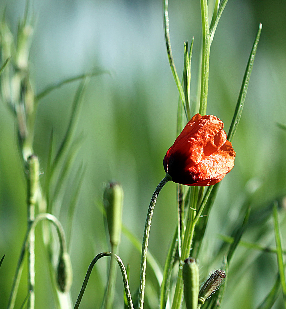 Feldmohn