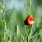 Feldmohn