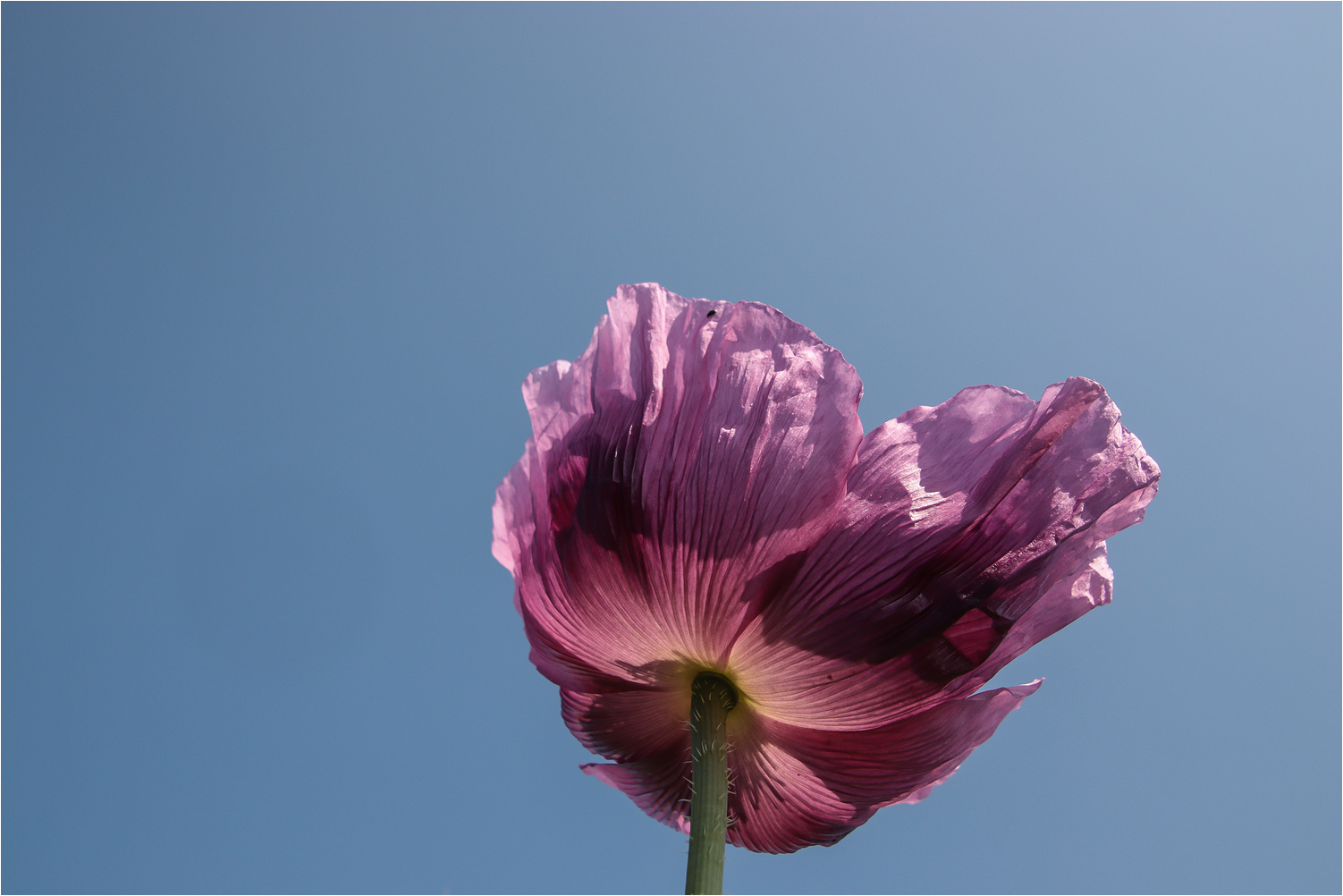 Feldmohn