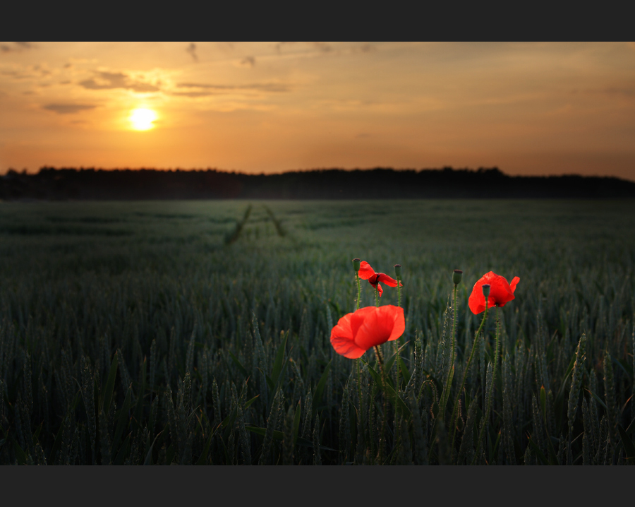 Feldmohn