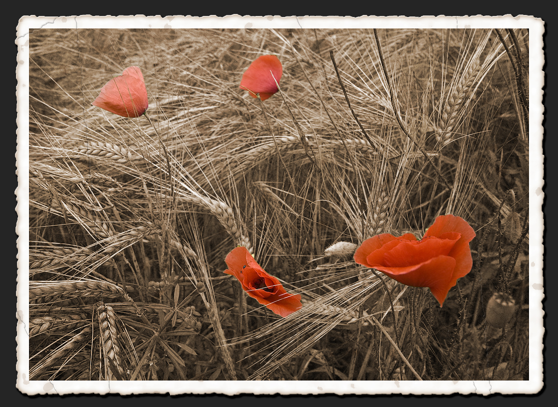 Feldmohn.