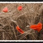 Feldmohn.