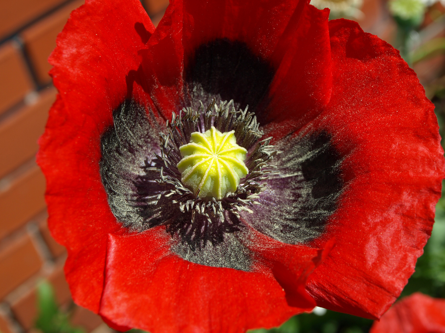 Feldmohn