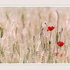 Feldmohn