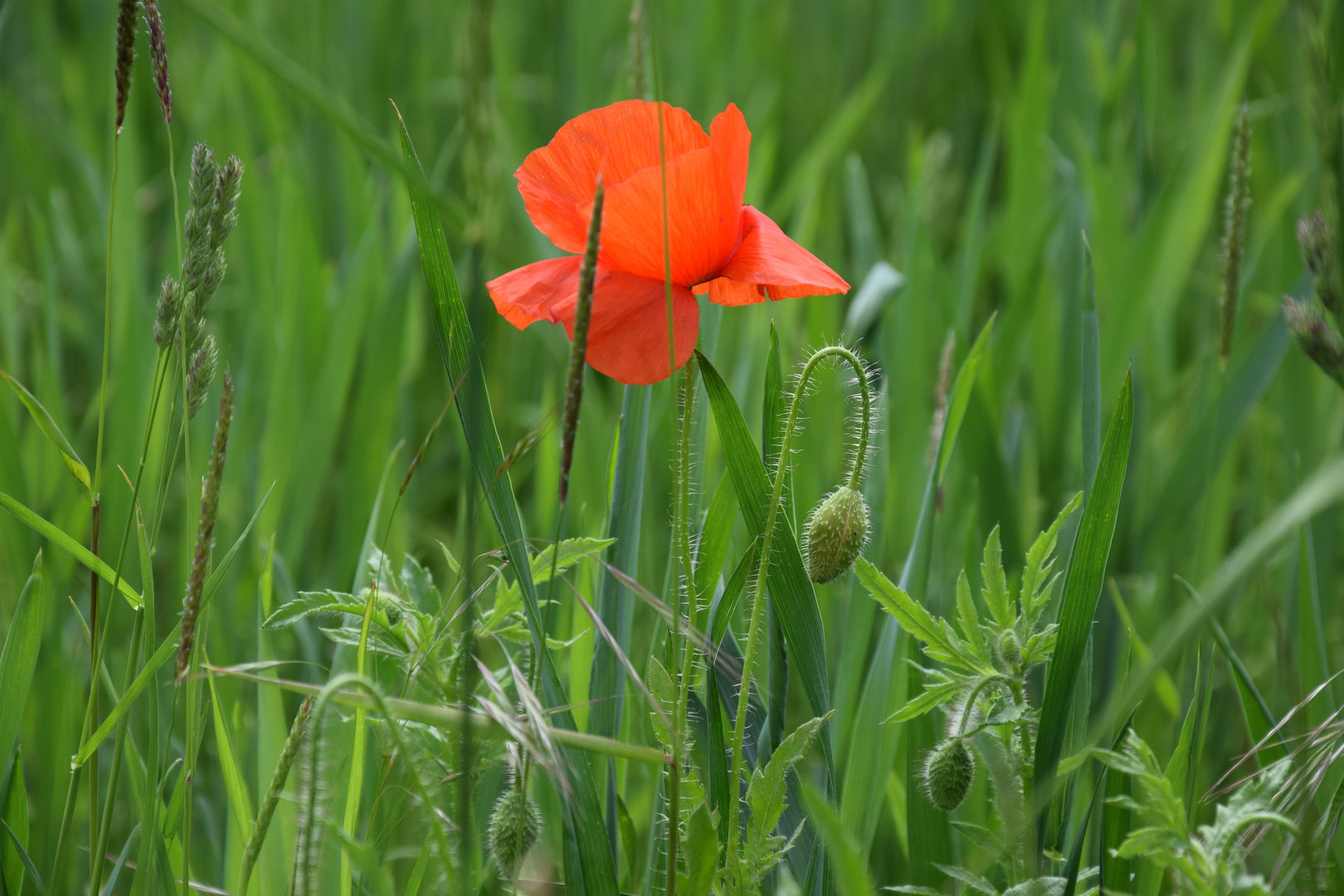 Feldmohn im Wind