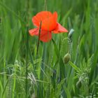 Feldmohn im Wind