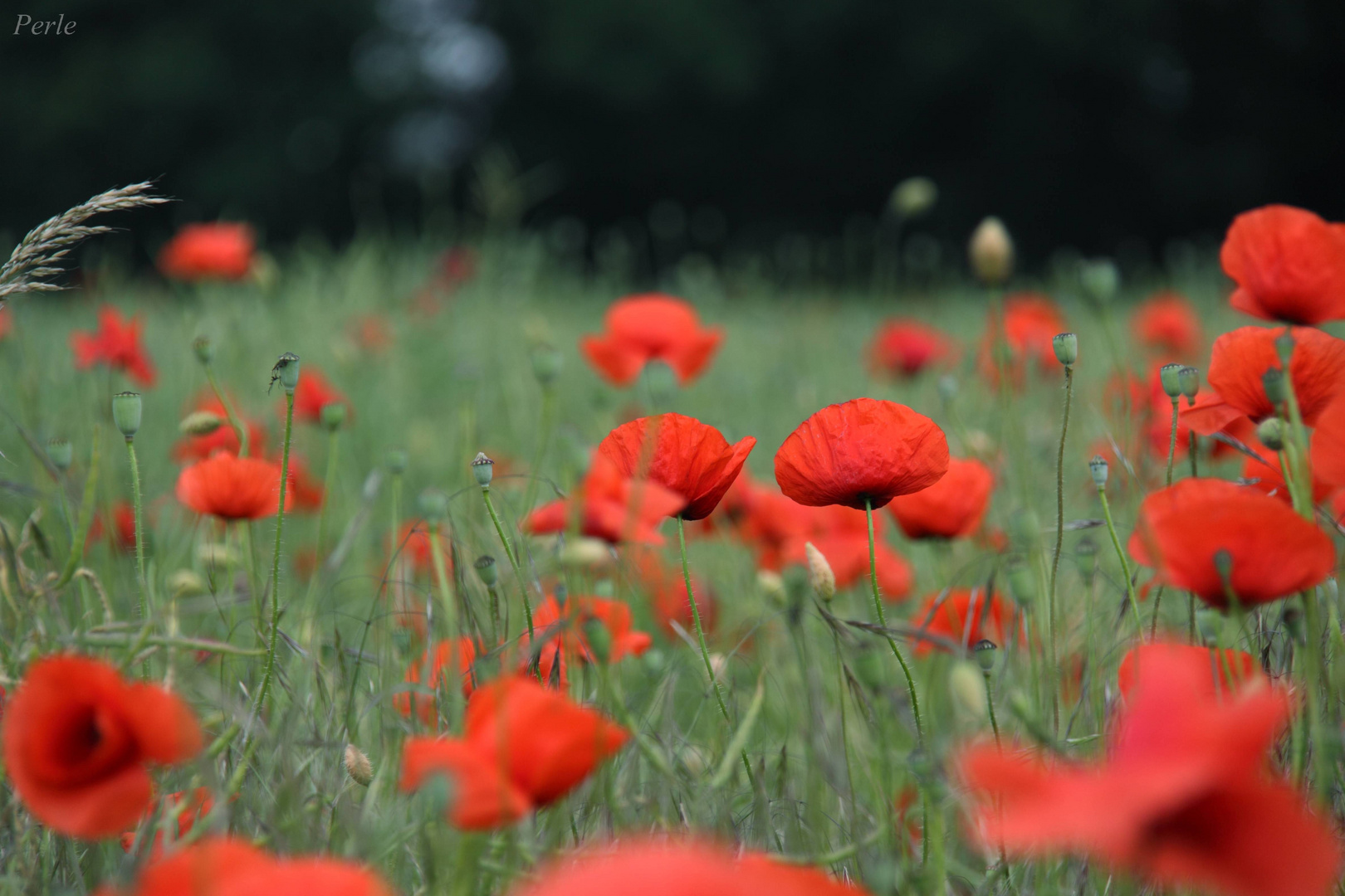 Feldmohnblumen laden zum träumen ein!