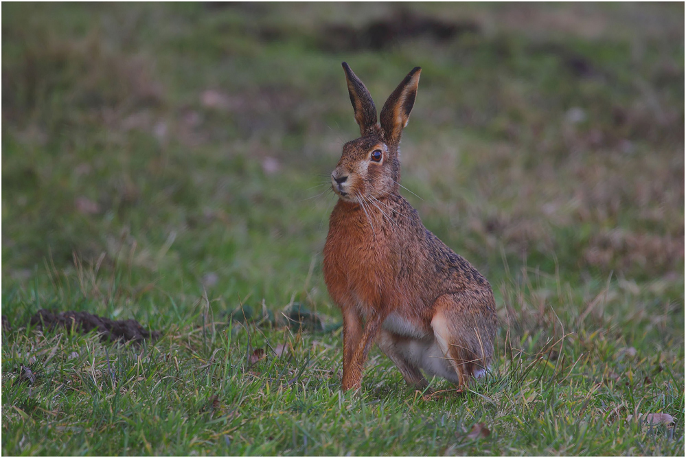 Feld(Oster)-Hase 01