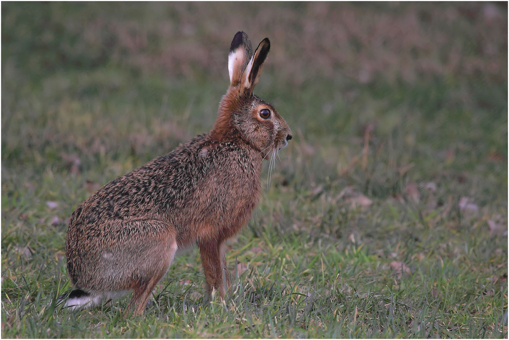 Feld(Oster)-Hase