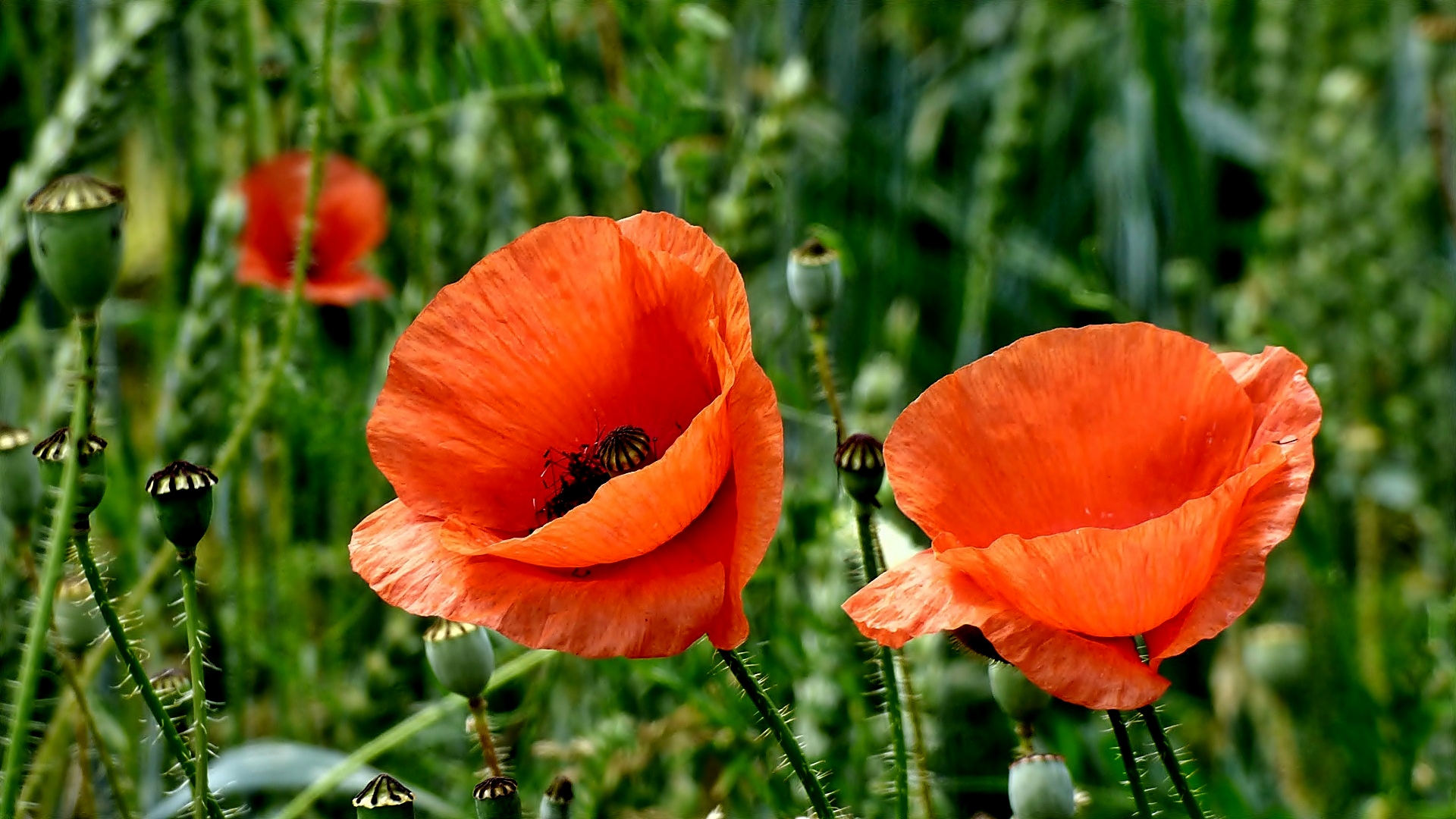 Feldränder mit Mohnblüten, . . . Foto &amp; Bild | pflanzen, pilze ...