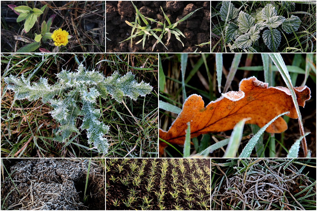 Feldrainimpressionen im November