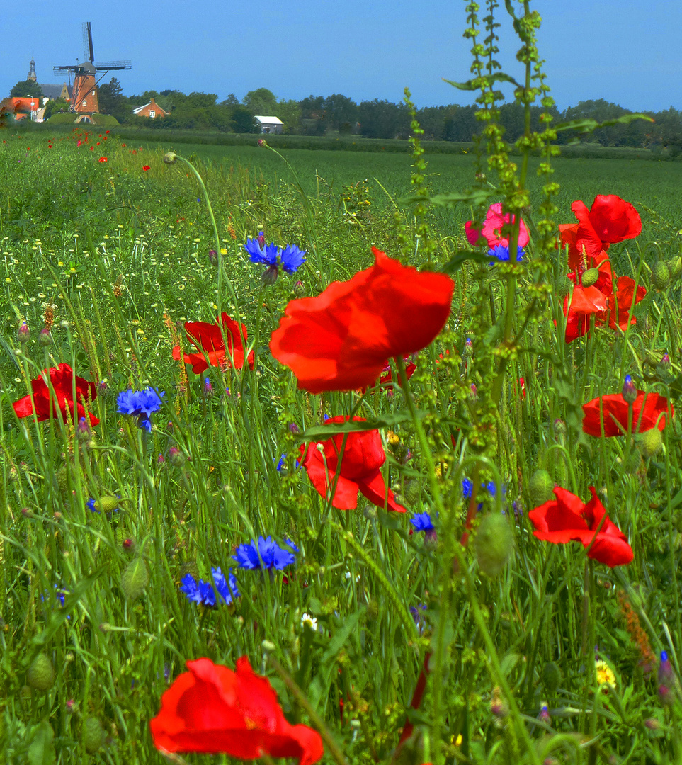 Feldrand mit roten Klatschmohnblüten ...